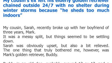 Photo of My cousin’s ex left his elderly golden retriever chained outside 24/7 with no shelter during winter storms because “he sheds too much indoors”