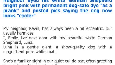 Photo of Neighbor dyed his white German Shepherd bright pink with permanent dog-safe dye “as a prank” and posted pics saying the dog now looks “cooler”