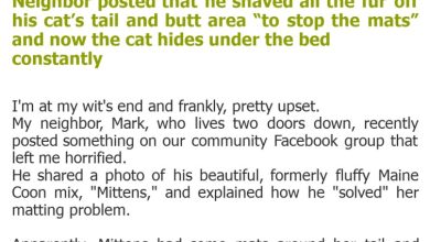 Photo of Neighbor posted that he shaved all the fur off his cat’s tail and butt area “to stop the mats” and now the cat hides under the bed constantly
