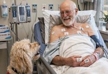 Photo of The Old Man in Room 412 Had No Visitors – Until My Therapy Dog Refused to Leave His Side